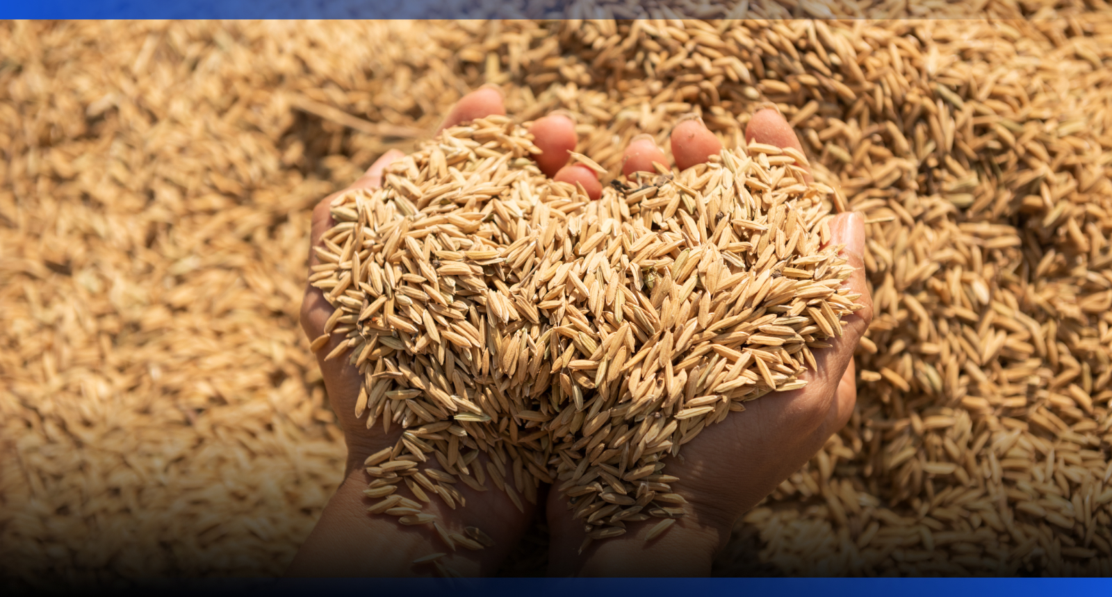 Image for Продкорпорация расширила закуп зерна и масличных по прямой программе